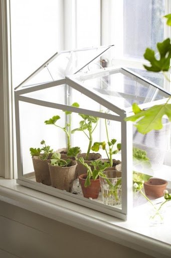 Mini Greenhouse and Plant Holder