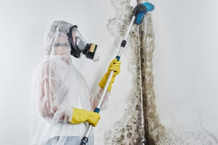 Mold Removal from Living Space