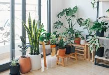 Caring for Indoor Plants in the Summer Caring for Indoor Plants in the Summer