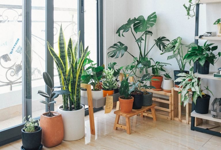 Caring for Indoor Plants in the Summer